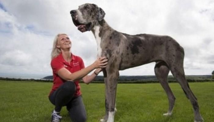gran danés de paseo