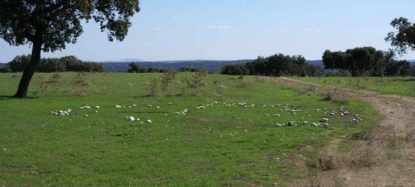 corro de champiñones - la casa de las setas