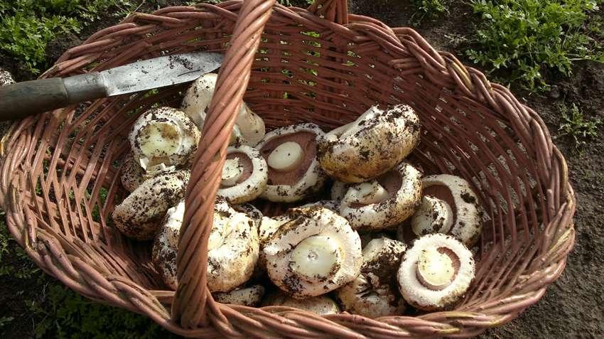 cesta champiñones 1 - la casa de las setas