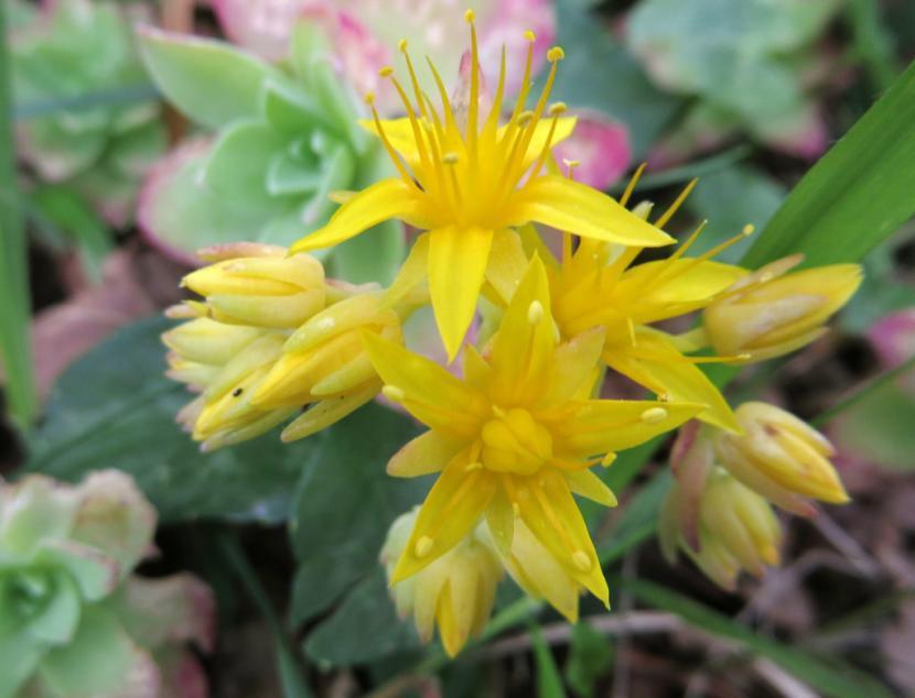 Flores de Sedum palmeri