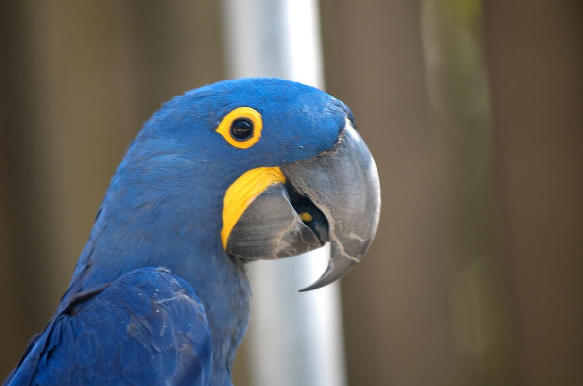 guacamayo azul guacamayo jacinto blue macaw petmondo 