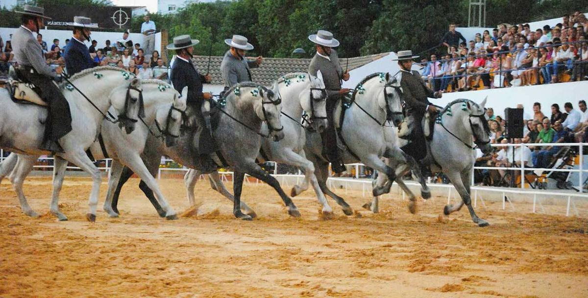 exhibición de caballo andaluz