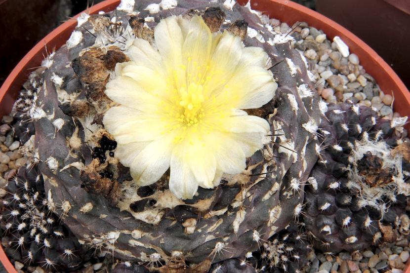 Copiapoa humilis subsp. tenuissima