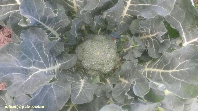 flor de brócoli