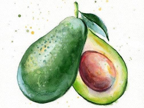 aguacate_ilustracion