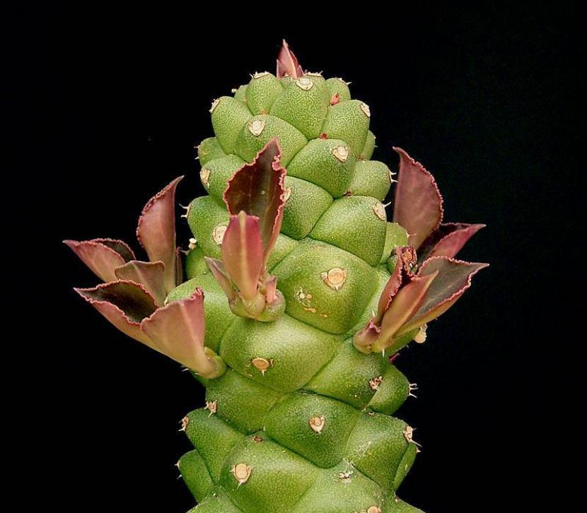 Euphorbia richiei ssp marsabitensis