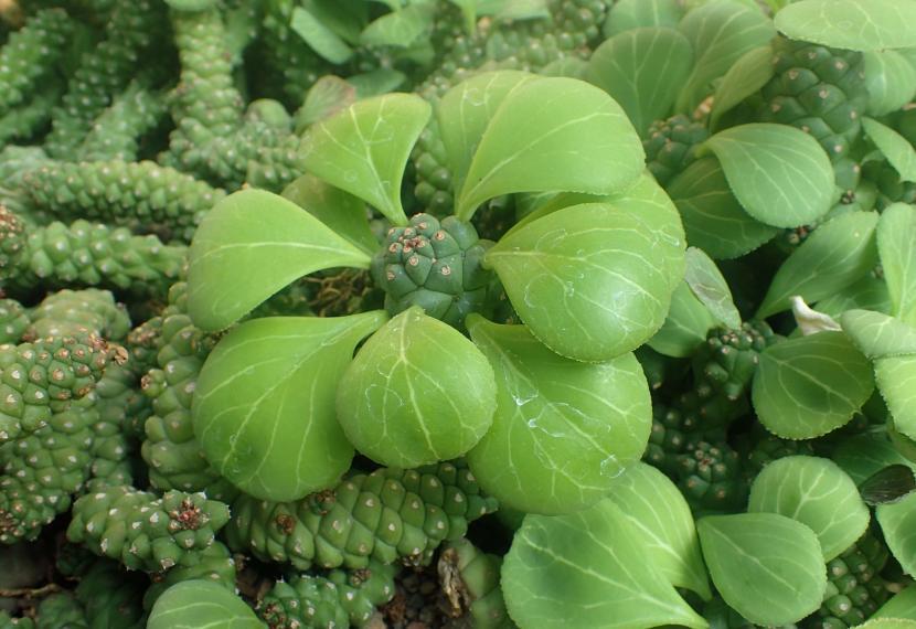 Euphorbia richiei