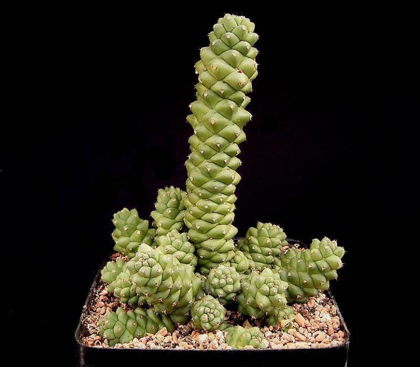 Euphorbia richiei ssp marsabitensis