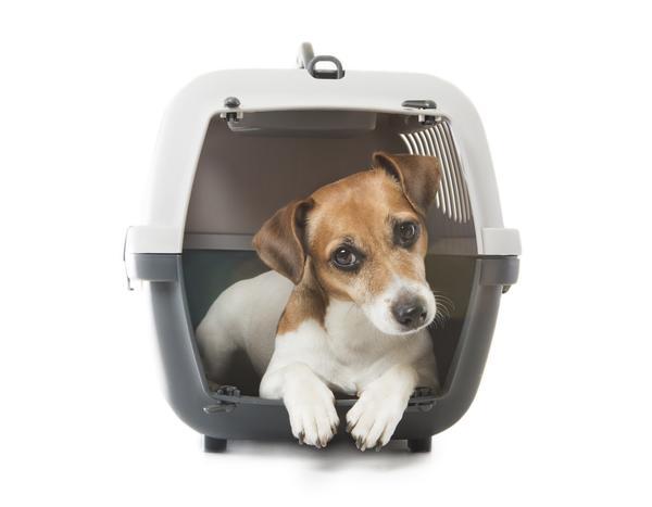Caja de transporte para perros | Best for Pets