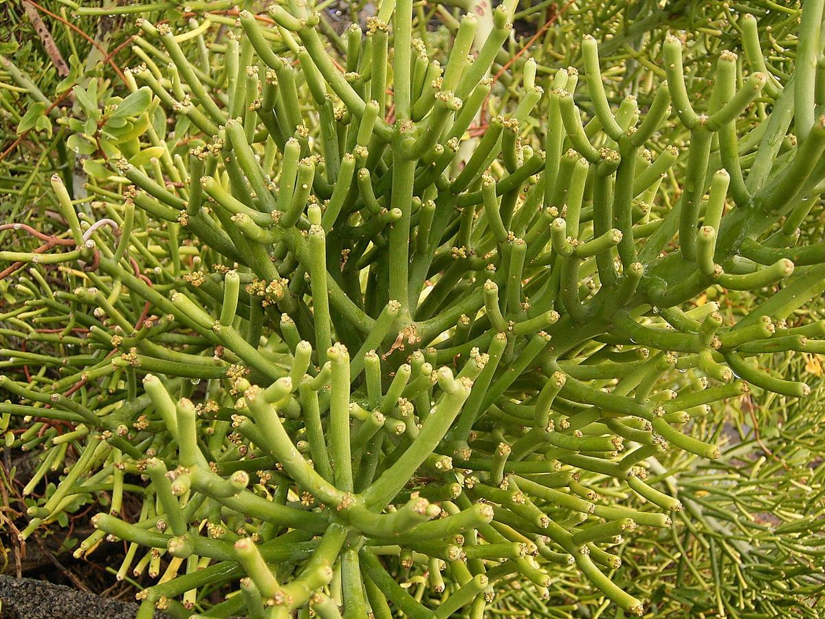 Tallos de la Euphorbia tirucalli