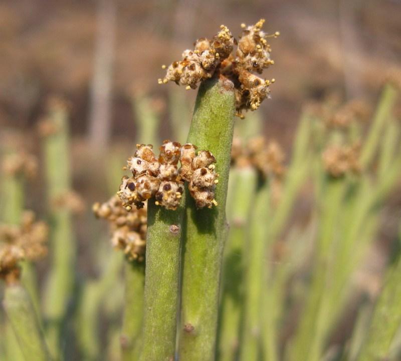 Euphorbia tirucalli