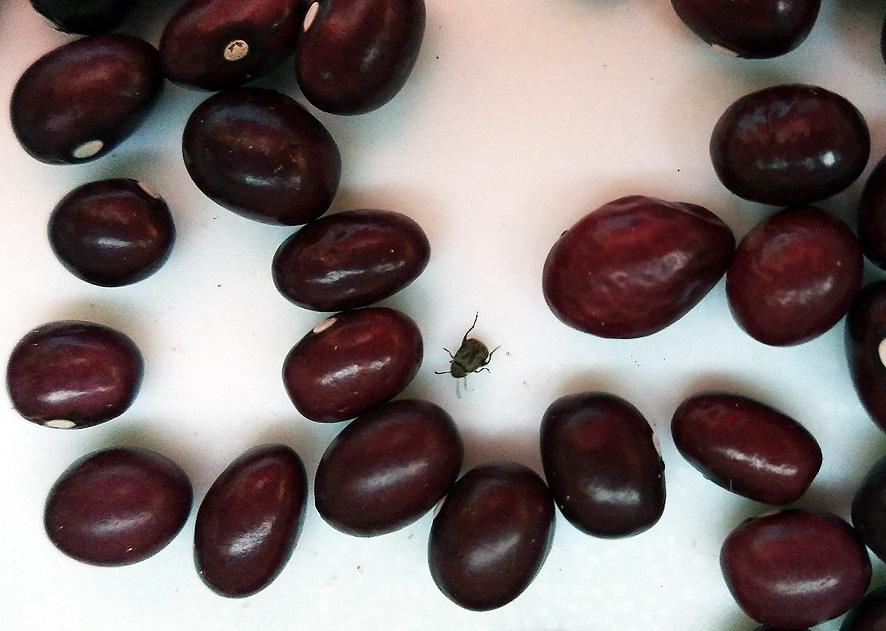 Gorgojos en las legumbres