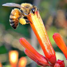 propiedades curativas chichipince