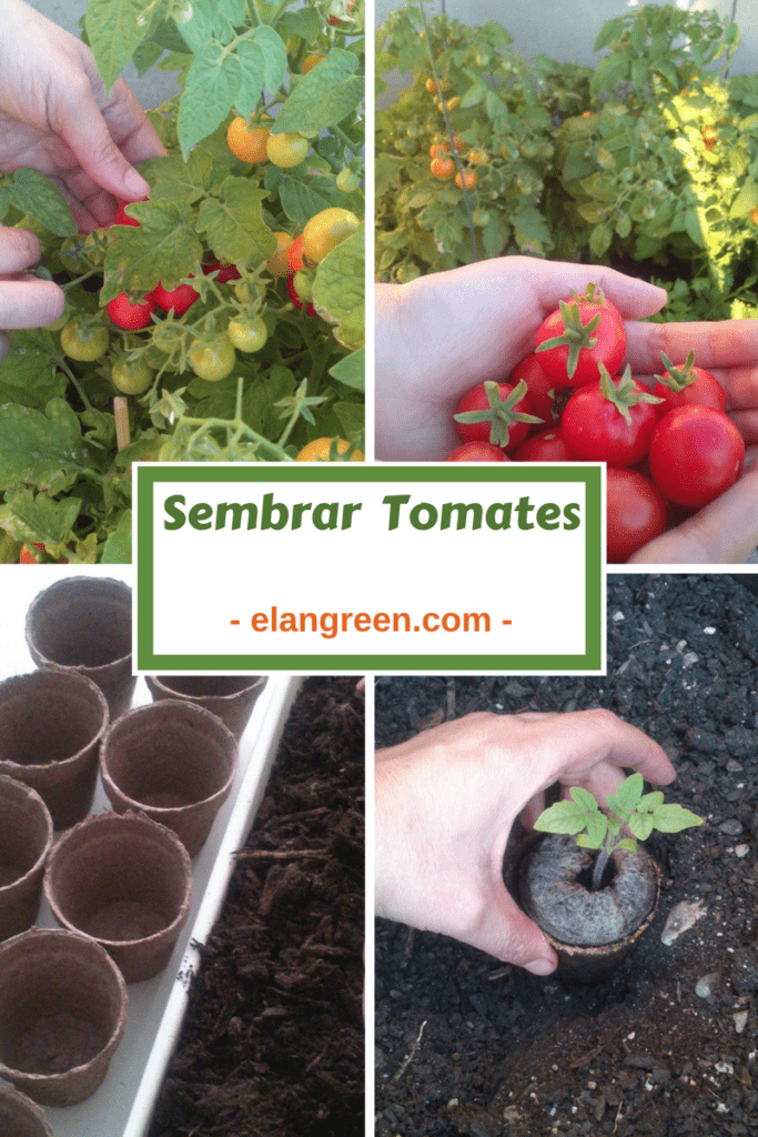 Sembrar tomate