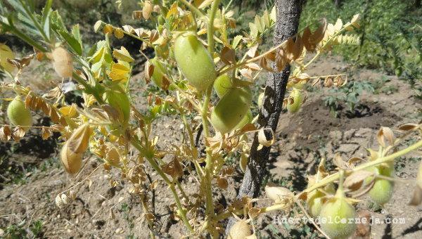 Garbanzos cultivados en secano