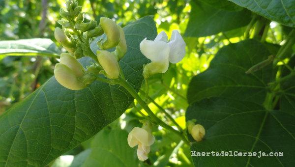 Flores de judías