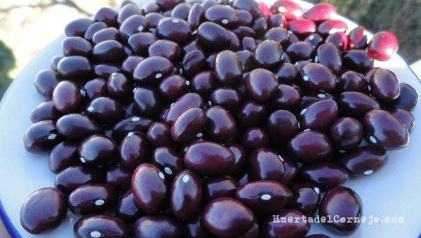 Legumbres judías moradas