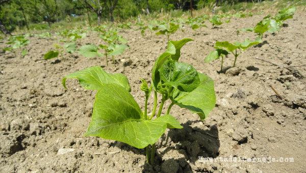 Cultivo de judías secas