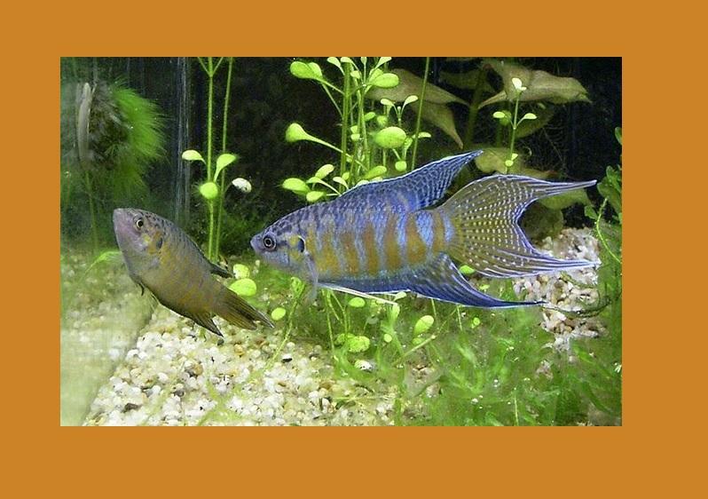 pez paraiso hembra y pez paraiso macho