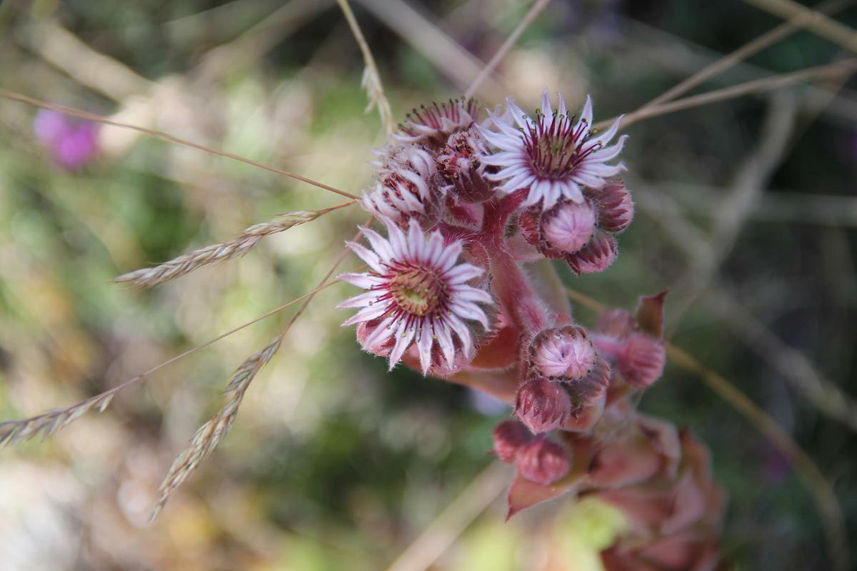 Sempervivum tectorum en flor