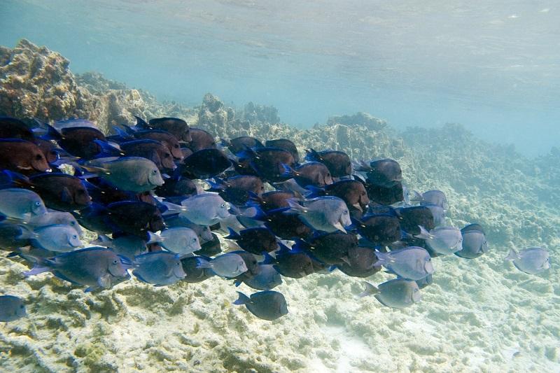 pez cirjano azul Acanthurus coeruleus, grupo