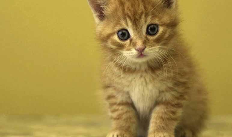 14 nombres para gatas y su significado