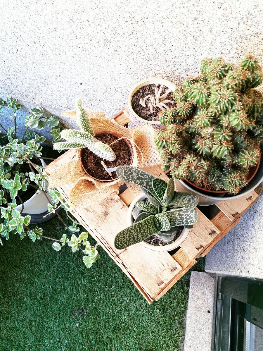cactus-balcon-antes-y-despues-de-un-salon