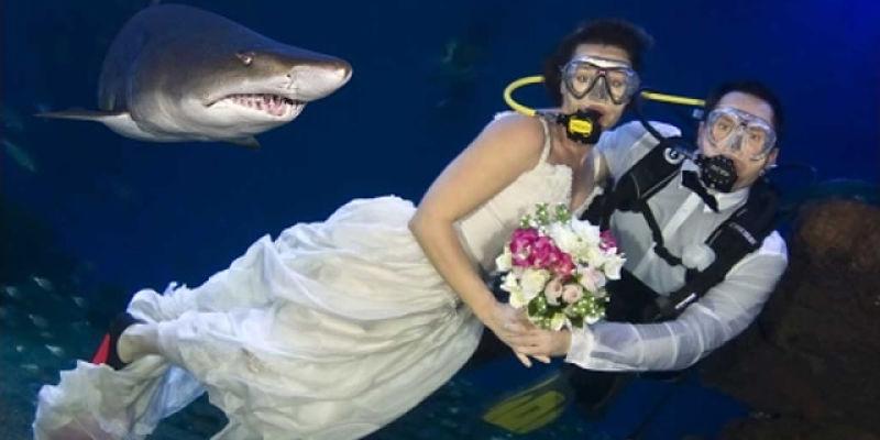 Tu boda entre tiburones