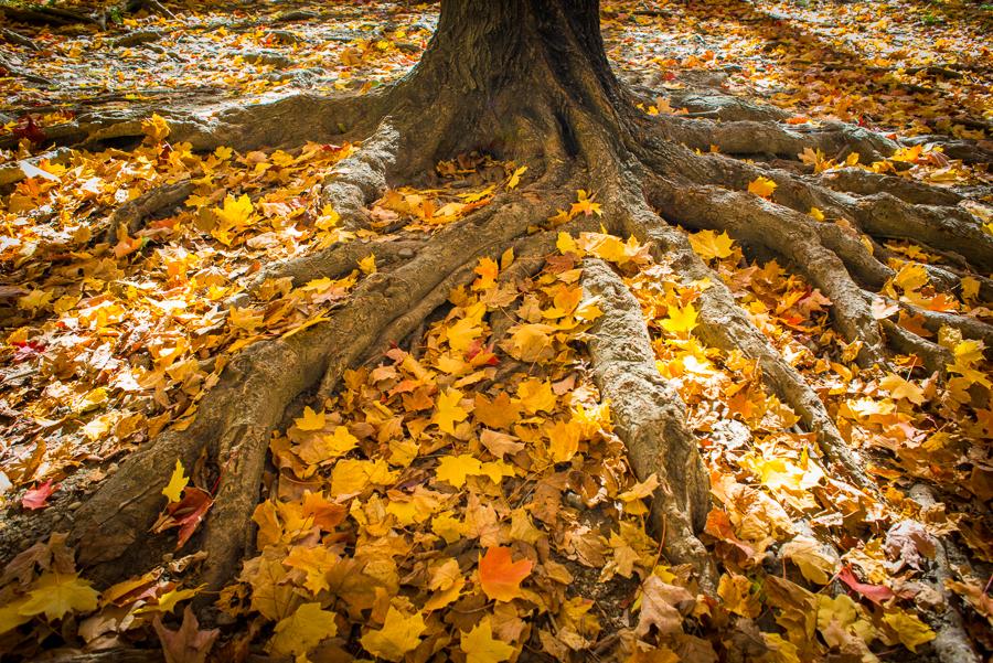 Los 20 Mejores Perfumes De Hombre Para El Otoño