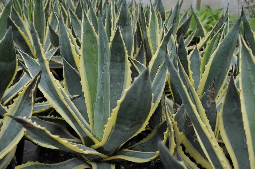 Agave americana f Variegata