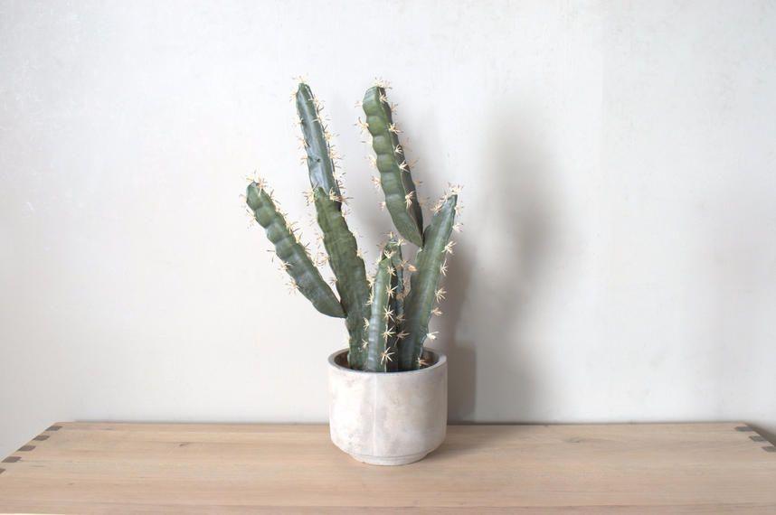 Cactus en maceta sin agujero