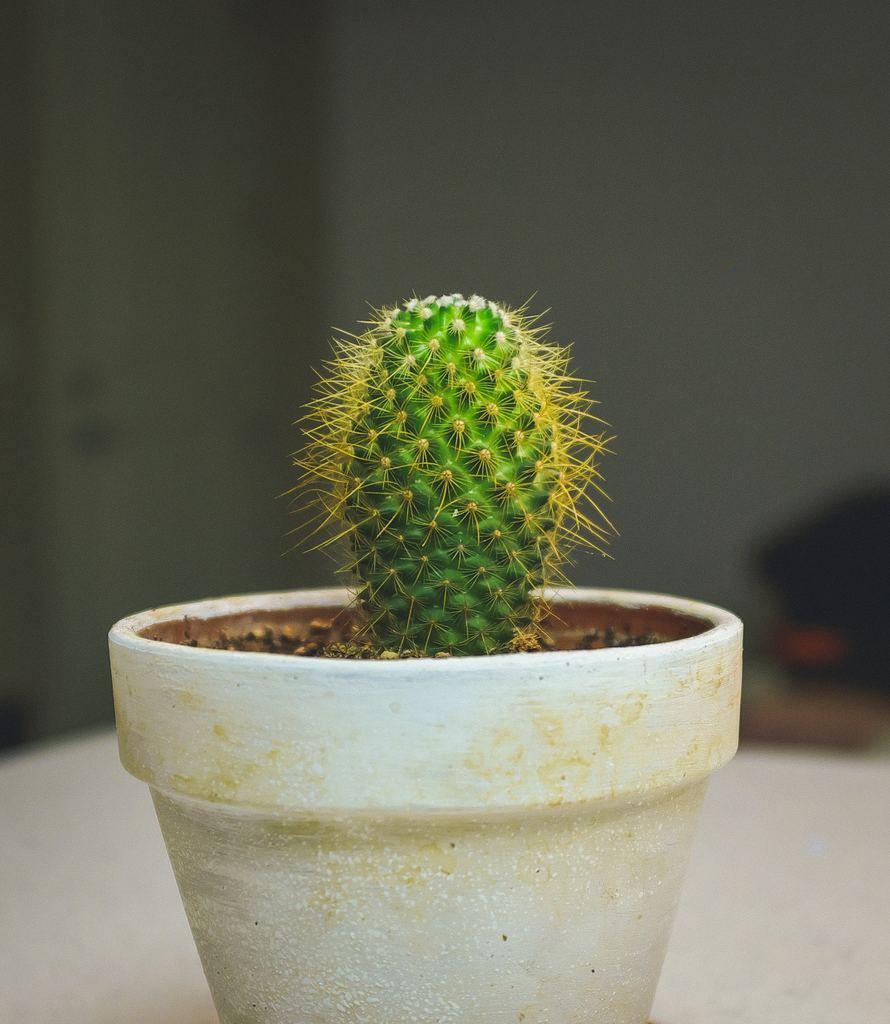 Por qué no debes de comprar una sin agujero para cactus? | Plantas