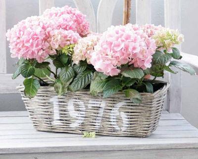 Decoración hortensias rosas