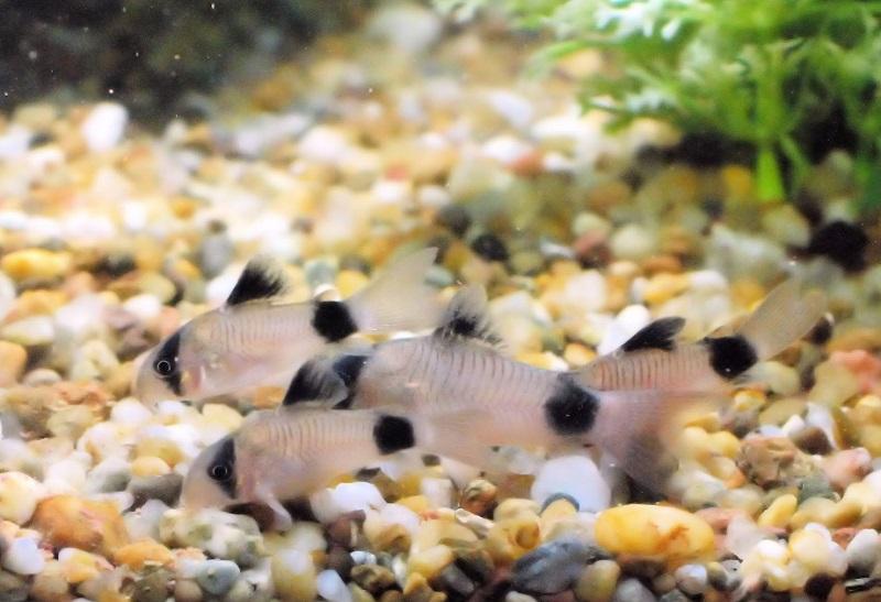 coridora panda, peces de agua cálida para principiantes