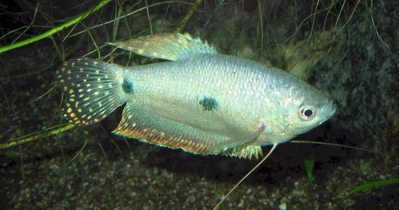 belóntidos, gurami de tres manchas, peces de agua cálida para principiantes