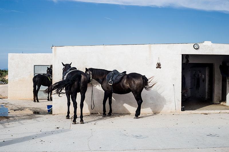 Viajar-a-Formentera-en-primavera-caballos-by-©MariaAlgaraRegas-17