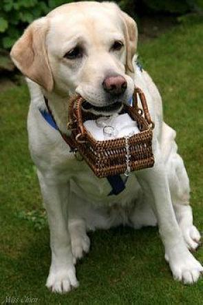 Perro con anillos de boda