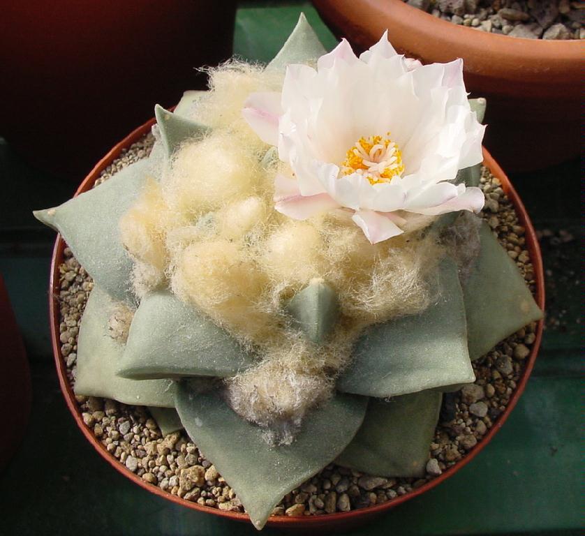 Ariocarpus retusus