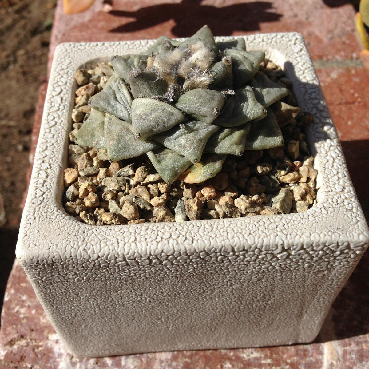 Ariocarpus retusus v. furfuraceus