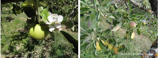 manzano con flores y frutos a la vez