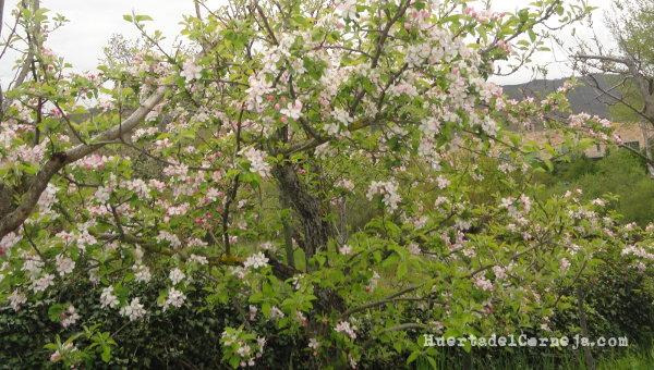 Viejo manzano golden en flor