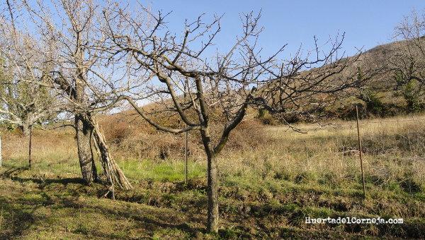 poda en frutales