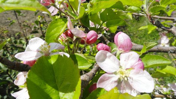 Manzano golden en flor