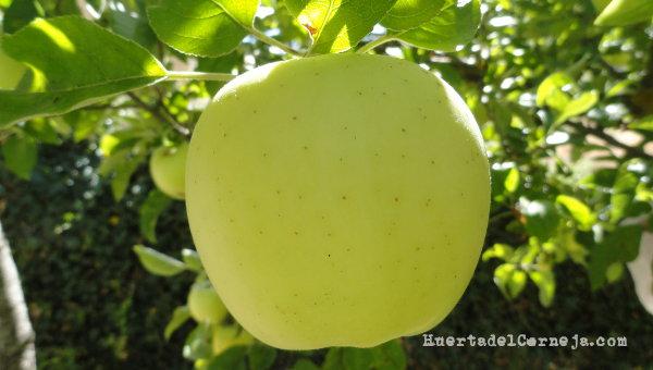 Manzana golden madura
