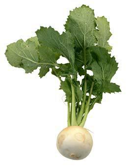 Resultat dimatges de hojas de nabos