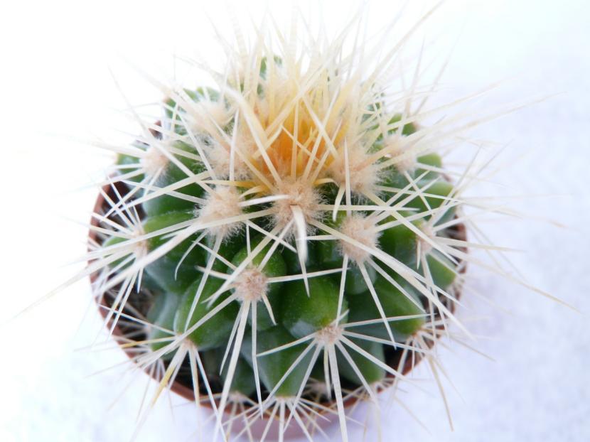 Echinocactus grussonii 