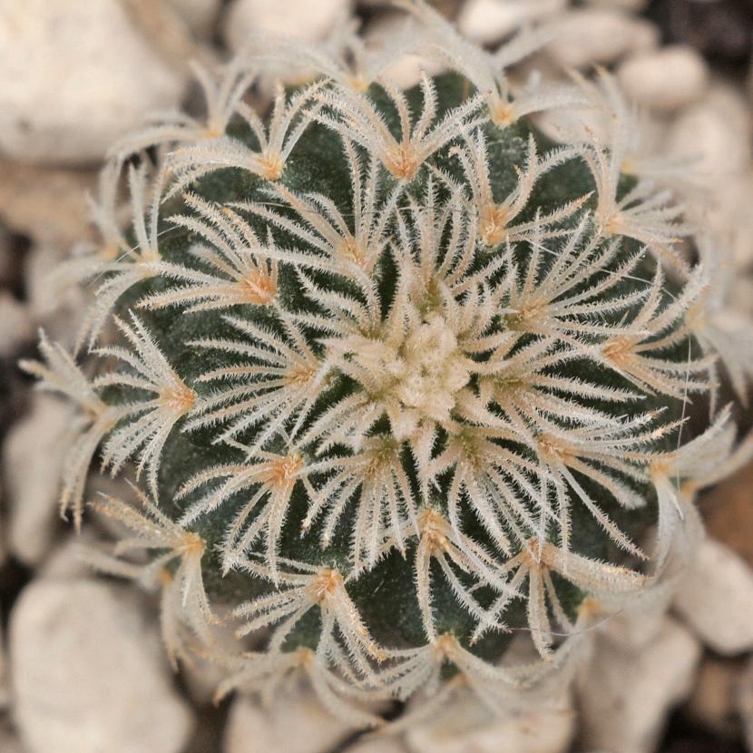 Frailea densispina