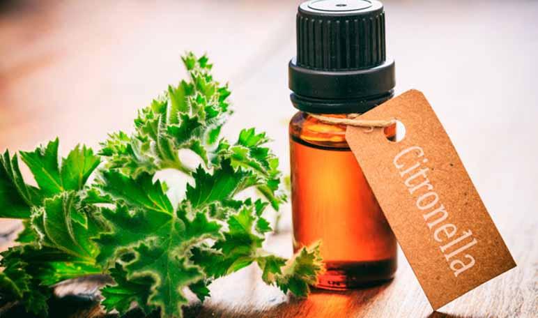 5 trucos para deshacerte de los mosquitos - Trucos de hogar caseros