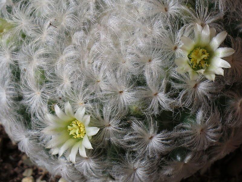 Mammillaria plumosa en flor