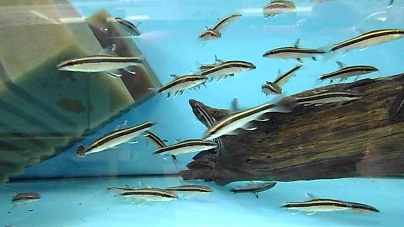 pez zorro volador, epalzeorhynchus kallopterus